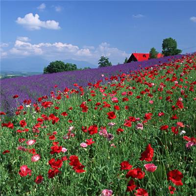 爱游戏中国官方网站